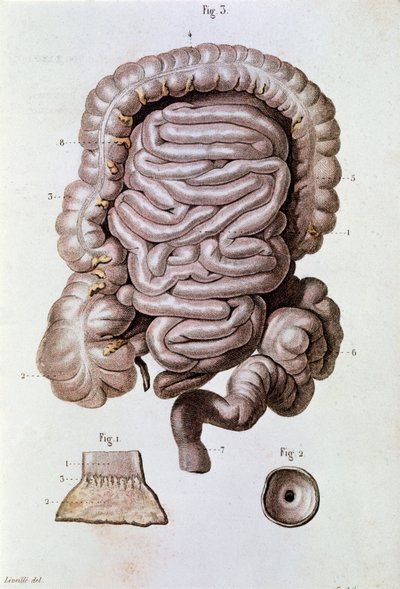 Studie av menneskelig tarm (tarm), tolvfingertarm og tynntarm (gravering av Unknown artist