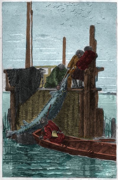 Størfiske i Volga-elven. (Sturgeon) (Acipenser sturio) av Unknown artist