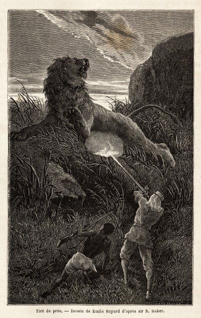 Overrasket av en løve under fotturen ved soloppgang, skyter forfatteren og sårer dyret. Gravering for å illustrere utforskningen av de abessiniske sideelvene til Nilen, av Sir Samuel W. Baker, i 1861-62, publisert i "" Le tour du monde"" 1870-1871, edi av Unknown artist