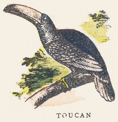 T: tukan av Unknown artist