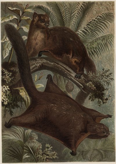 Taguan (Flying ekorn) (familie Sciuridae) - Ekorn (flygende ekorn) - gravering fra "" Brehms Dyreliv"" av Alfred Edmund Brehm (1829-1884) av Unknown artist