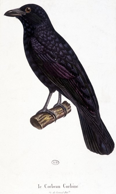 The Corbine Raven - naturhistorisk styre av Unknown artist