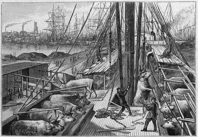 The English steamer “Bellenden”, carrying 90 oxen from Argentina, arrived in the port of Dunkirk on January 18 av Unknown artist