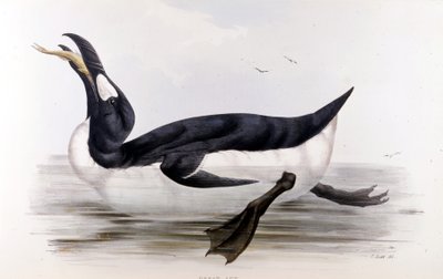 Kjempepingvinen (Alca Impennis) - i fuglene i Europa» av John Gould, London av Unknown artist