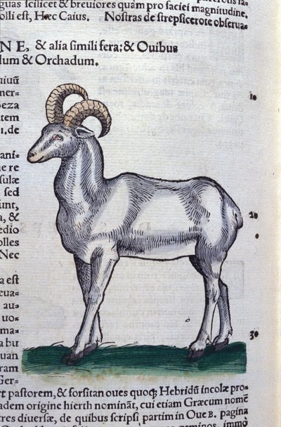 Ibex in Historia Animalium av Conrad Gesner (1516 - 1565), Tiguri av Unknown artist