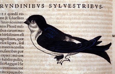 The Swift in Historia Animalium av Conrad Gesner (1516 - 1565), Tiguri av Unknown artist