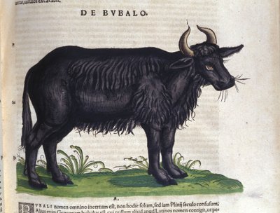 Bøffelen etter Historia animalium av Konrad Gesner, Tiguri av Unknown artist