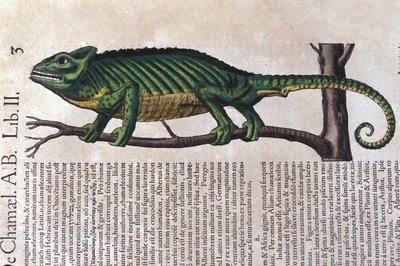 Kameleonen etter Historia animalium av Konrad Gesner, Tiguri av Unknown artist
