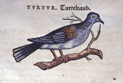Duen - fra Historia animalium av Konrad Gesner, Tiguri av Unknown artist