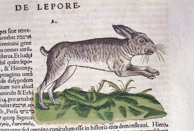 Haren etter Historia Animalium av Conrad Gesner, Tiguri 1560. Biblioteca nazionale Braidense. Milan av Unknown artist