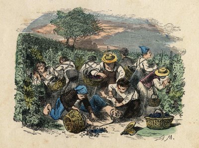 Innhøstingen. 1800-talls illustrasjon. Bianchetti-samlingen av Unknown artist