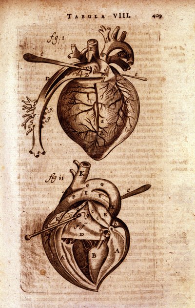 Hjertet i Bartholins "Anatomy"" av Unknown artist