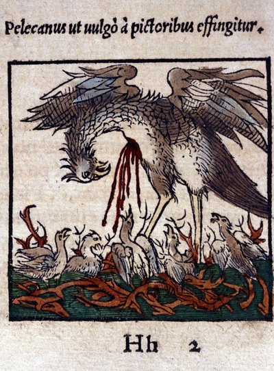 Legenden om pelikanen: han gir blodet og innvollene for å mate ungene sine. Fra Historiae animalium av Konrad Gesner, Tiguri av Unknown artist