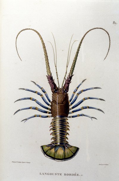 Hummeren. 1800-tallet av Unknown artist