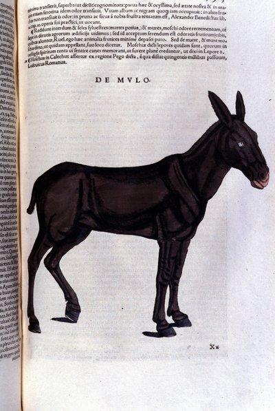 Multen etter Historiae animalium av Konrad Gesner, Tiguri av Unknown artist
