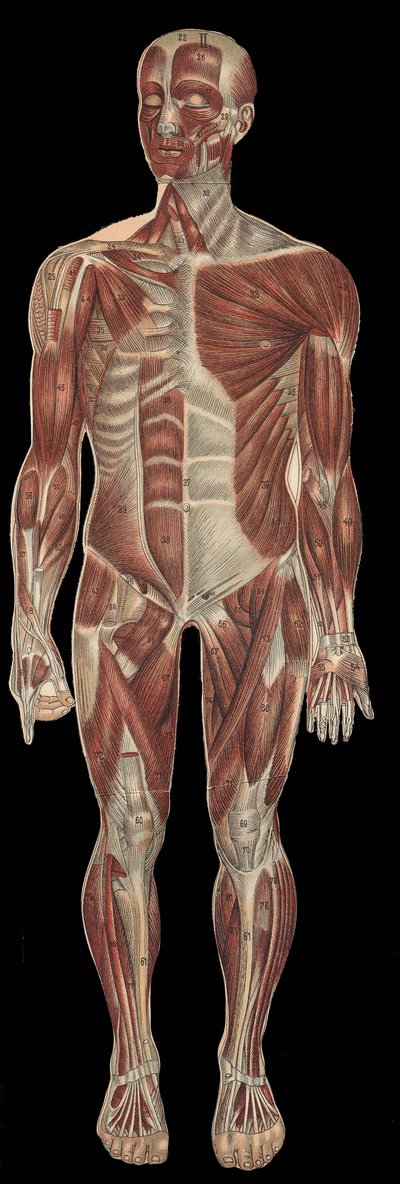 The muscles of the head, trunk and extremities on the anterior part of the body.in “” The new natural medication”” by F.E. Bilz.1898. av Unknown artist