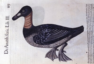 Rødhalsanden etter Historia animalium av Konrad Gesner, Tiguri av Unknown artist