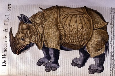 Neshornet etter "History of the Animals" av Conrad Gesner, Tiguri 1560 av Unknown artist