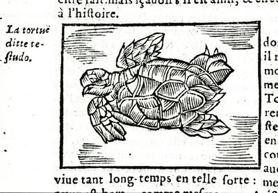Havskilpadden, etter avhandlingen til Gerolamo Cardano (Cardanus Hieronymus) (Cardan) "" De la subtlite"", trykt i Rouen i 1642. av Unknown artist