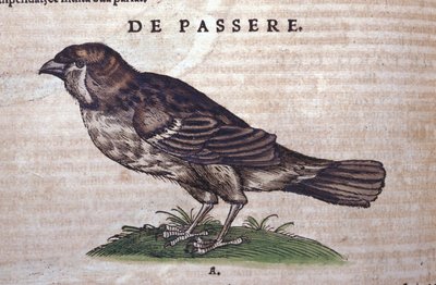 Spurven i Historia Animalium av Conrad Gesner (1516 - 1565), Tiguri av Unknown artist