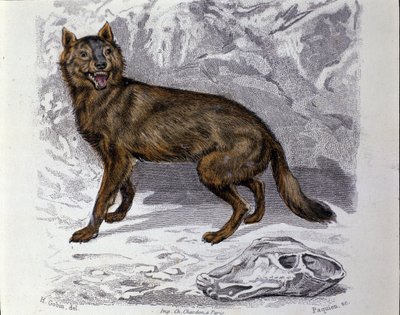 Ulven. Plate hentet fra en Natural History Treat of "" Works of Buffon"" av naturforsker Georges Louis Leclerc, greve av Buffon (1707 - 1788). 1800-tallet av Unknown artist