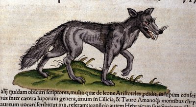 The Wolf After The History of Animals av Conrad Gesner, Tiguri 1560. Biblioteca Nazionale Braidside. Milan av Unknown artist