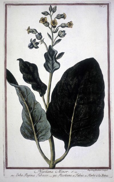 Tobakksblad og blomst (Nicotiana Minor) i et herbarium fra 1800-tallet. av Unknown artist