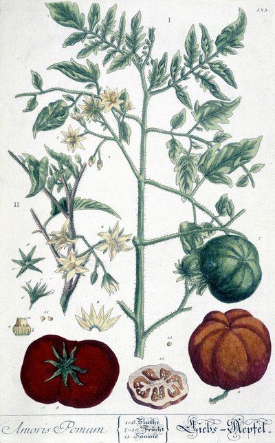 Tomat, botanisk bord av Unknown artist