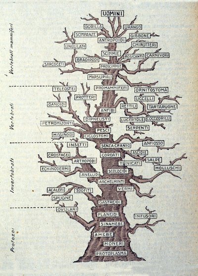 Tree of Evolution eller illustrert tavle som representerer klassifiseringen av dyreriket. av Unknown artist