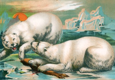 To isbjørner som kjemper om sel av Unknown artist