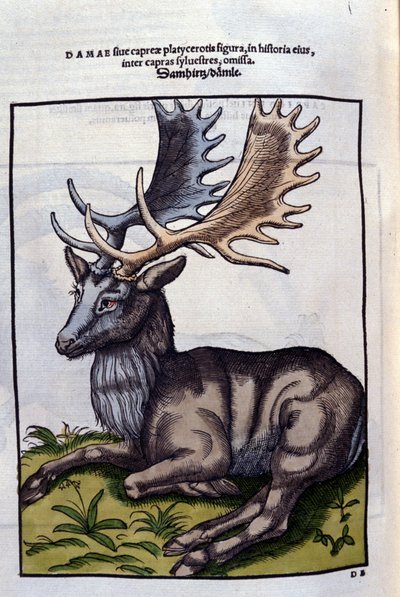 Un reindeer (cervidé) i Historia Animalium de Conrad Gesner (1516 - 1565), Tiguri av Unknown artist