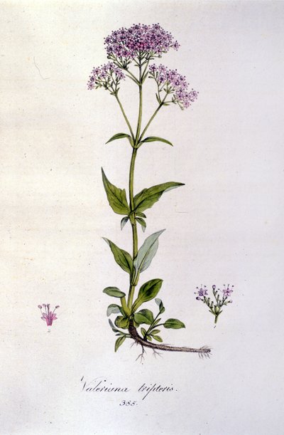 Valerian. 1800-talls gravering. av Unknown artist