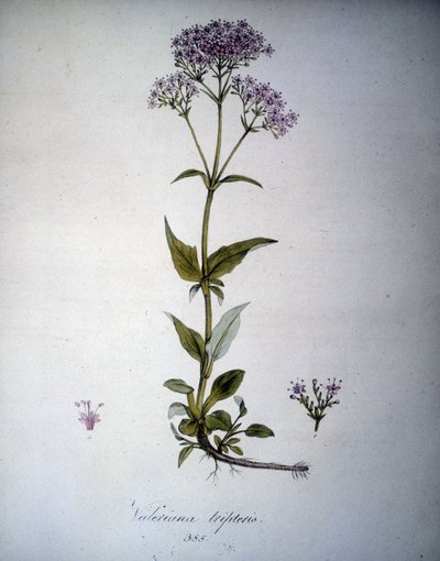 Valeriana lilla eller Valeriana tripteris. Herbarium fra 1800-tallet. av Unknown artist