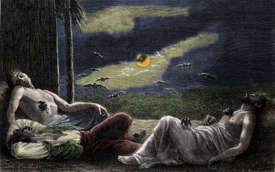Vampyrflaggermus suger blodet til menn som sover på fullmånenetter. Gravering av 1800-tallet av Unknown artist