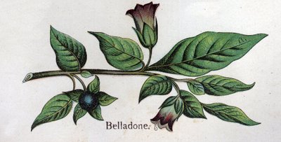 Venenøse botaniske planter: Belladonna. Gravering i "" Den naturlige medisinen "", av Friedrich Eduard Bilz (1842-1922) av Unknown artist