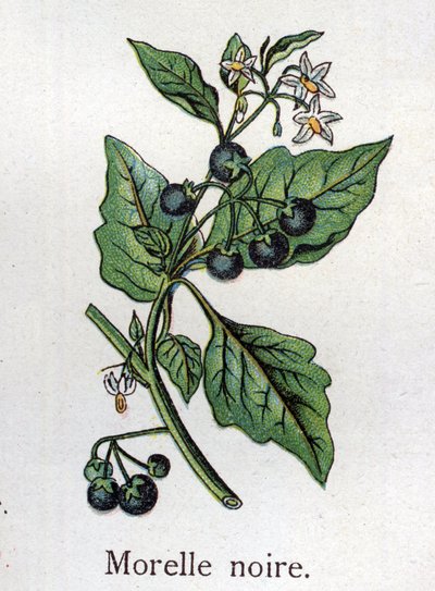 Venenous botanical plants: Black nightshade. Engraving in “” The natural medication””, by Friedrich Eduard Bilz (1842-1922) av Unknown artist