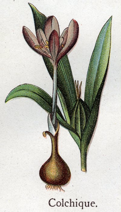 Venenous botanical plants: colchial. Engraving in “” The natural medication””, by Friedrich Eduard Bilz (1842-1922) av Unknown artist