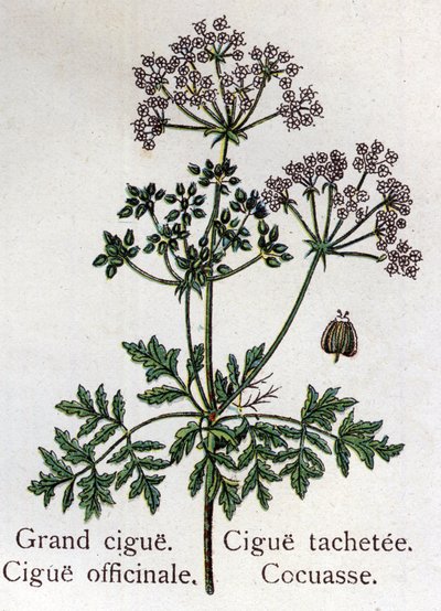 Venenous botanical plants: large, officinal, stain and cocuasse. Engraving in “” La medication naturelle””, by Friedrich Eduard Bilz (1842-1922) av Unknown artist