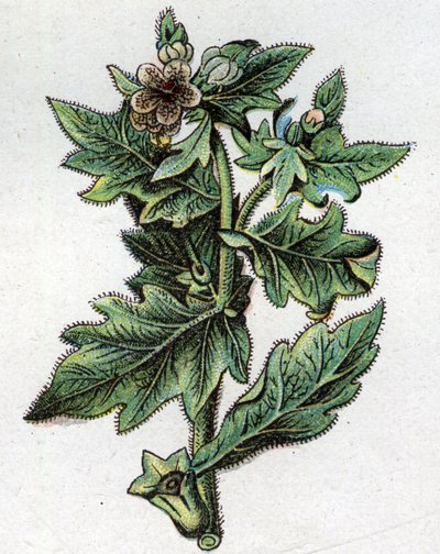 Venenøse botaniske planter: opptil. Gravering i "" Den naturlige medisinen "", av Friedrich Eduard Bilz (1842-1922) av Unknown artist