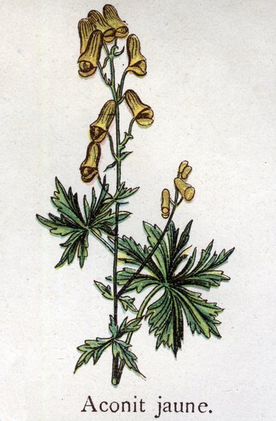 Venenøse botaniske planter: gul akonitt. Gravering i "" Den naturlige medisinen "", av Friedrich Eduard Bilz (1842-1922) av Unknown artist