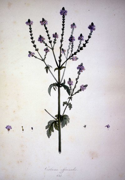 Verbena officinalis (Verbena officinale). Herbarium fra 1800-tallet. av Unknown artist