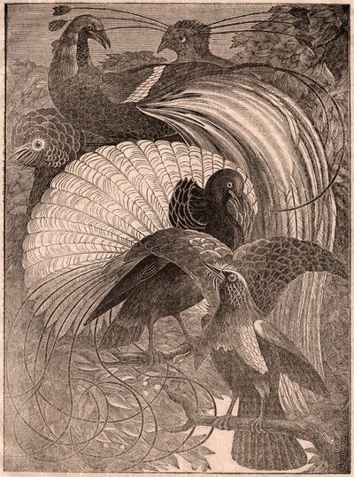 Utsikt over en gruppe på fem tropiske fugler kalt paradisfugler, som bor i New Guinea av Unknown