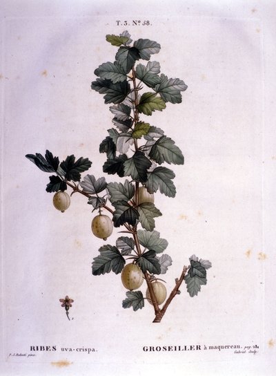 Hvit rips eller makrell: botanisk bord fra 1800-tallet. av Unknown artist