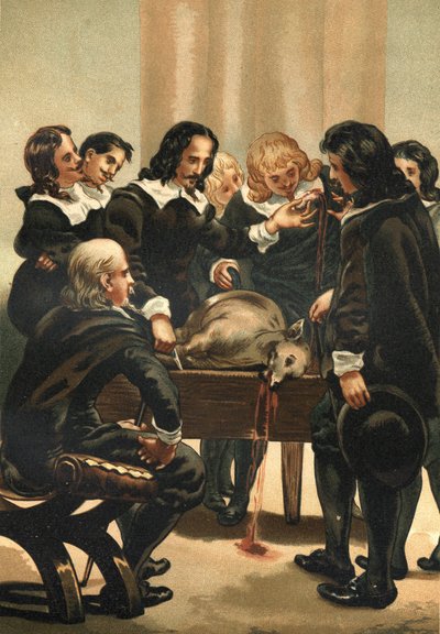 William Harvey (1578-1658) engelsk lege som demonstrerte blodsirkulasjon i 1628 av Unknown artist