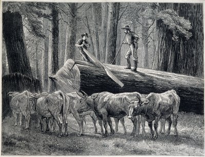 Trehoggere i en redwoodskog i California - gravering av Unknown artist