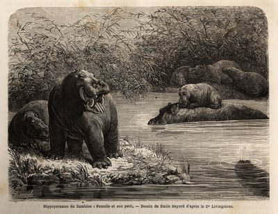 Zambesisk flodhest: kvinne og unge forfriskende i elven. Gravering for å illustrere Dr. Livingstones første reiser til Sør-Afrika fra 1840 til 1856, i «Le tour du monde, nouveau journal des voyages»» publisert under ledelse av Edouard Cha av Unknown artist