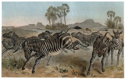 Zebre - Zebraer - Afrikanske hestefamilier (hestefamilie) - gravering fra "" Brehm