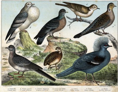 a: Columbian due (Columba oenas), b: Mongolsk due (Columba gutturosa), c: Trekkdue (Etopistes migratoria), d: Tyrkisk due (Turtur risorius), e: Skogdue (Turtur auritus), f: Goura (Goura) kronet), g: Hvetevaktel (Vaktel vanlig) - i "" av Unknown artist