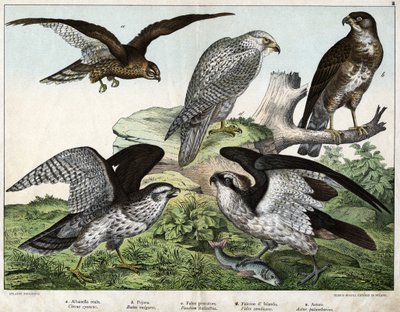 a: Ørn eller kongebusard, b: dyse, c: fiskerfalk, d: islandsfalk, e: rundt = astore - i "Fuglenes naturhistorie", red. Hoepli, Milano av Unknown artist