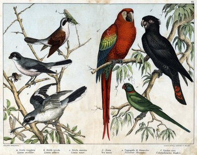 a: Grå grieche (Lanius excubitor), b: Nordlig grieche (Lanius collurio), c: Rosabryst grieche (Lanius linor), d: Rødt alter (Ara macao), e: Alexandria Parrot (Palaeornis Alexandria), f: Banksian Cacatoes (Calyptorynchus banksii) - i "Natural History of av Unknown artist